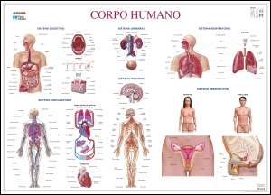 Mapa do Corpo Humano (111,5 x 80,5 cm) - Plastificado de Parede
